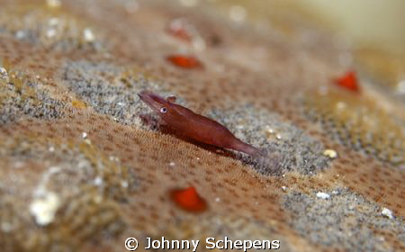 Red Sea star "mouse Shrimp" during a night dive by Johnny Schepens 