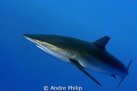 very self-confident silky shark check me up in a short di... by Andre Philip 