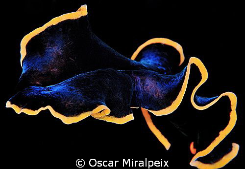 Flatworm swimming at night by Oscar Miralpeix 