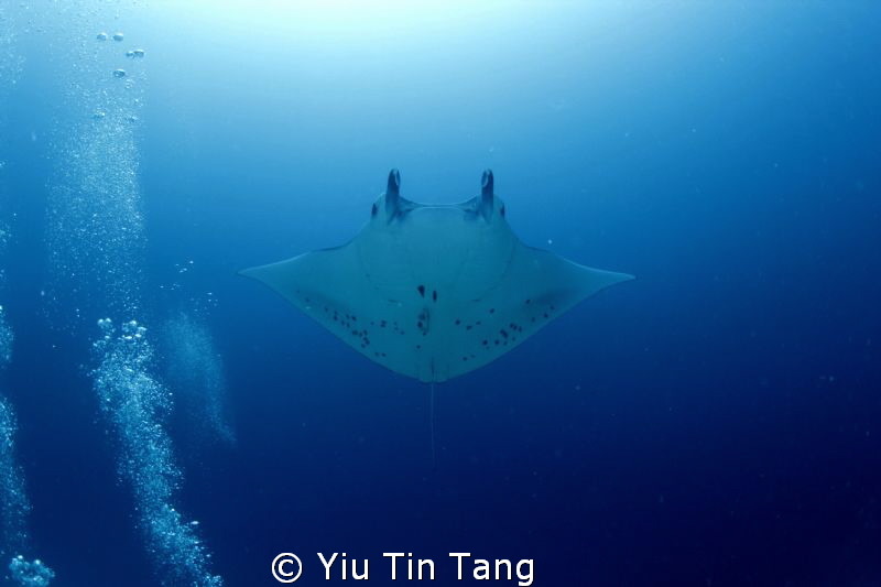 germam channel, manta across my head!
Canon 600d f5.6 1/... by Yiu Tin Tang 