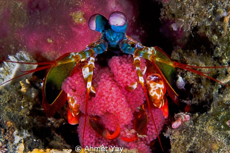 Mother Peacock Mantis Shrimp and her eggs...:)
Canon 40 ... by Ahmet Yay 