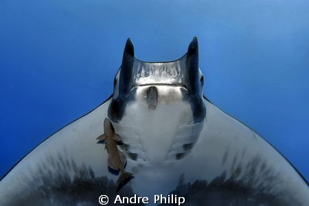 face to face with a mobula ray by Andre Philip 
