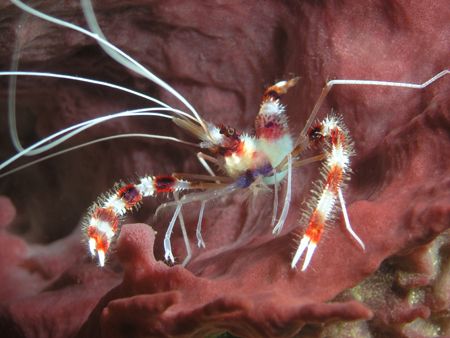 Banded Corel Shrimp chillin' in a Sponge! I was on a high... by Michael Hewson 