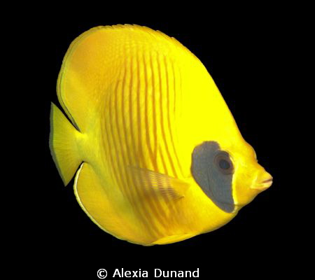 Yellow butterfly-fish Chaetodon semilarvatus by Alexia Dunand 