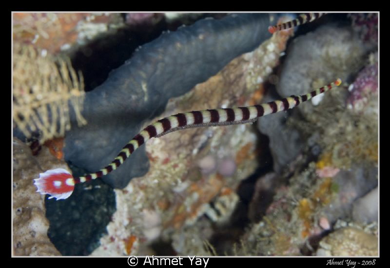 Banded pipefish is carrying their eggs attached to the lo... by Ahmet Yay 