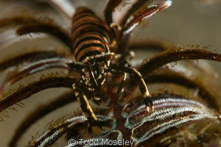 Lembeh
Nikon D700 with 1.5 teleconverter and +10 wet dio... by Todd Moseley 