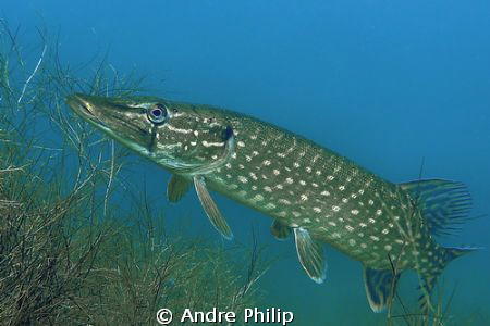 northern pike in a lake in germany by Andre Philip 
