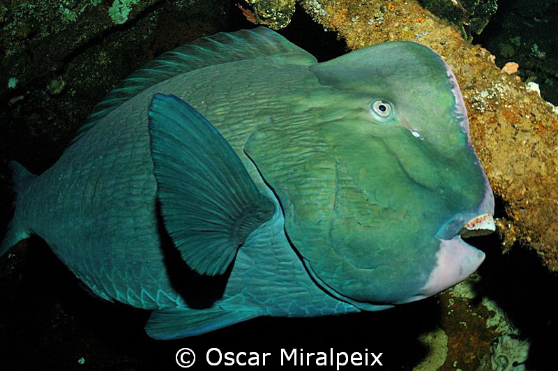 Bumphead parrotfish
 by Oscar Miralpeix 