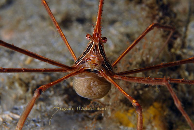 Arrow Crab with Eggs by Suzan Meldonian 