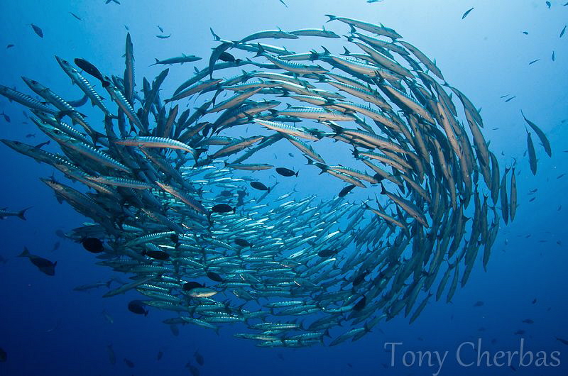 Light and Shadow Unravel in a Barracuda Vortex by Tony Cherbas 
