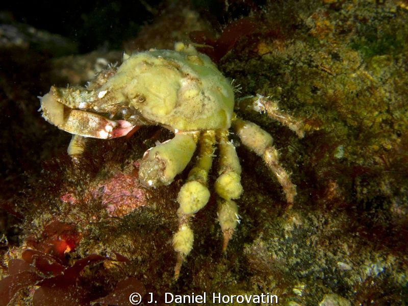 A reef crab having a bite to eat. Can anyone help with id... by J. Daniel Horovatin 