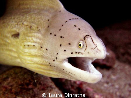 Peppered grey moray out of a hole by Laura Dinraths 
