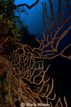 BLACK CORAL AT TRINITY CAVES GRAND CAYMAN by Mark Moore 