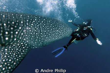 a diver will be run over of a whaleshark ;-) by Andre Philip 