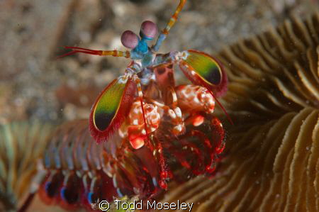 Mantus Shrimp by Todd Moseley 