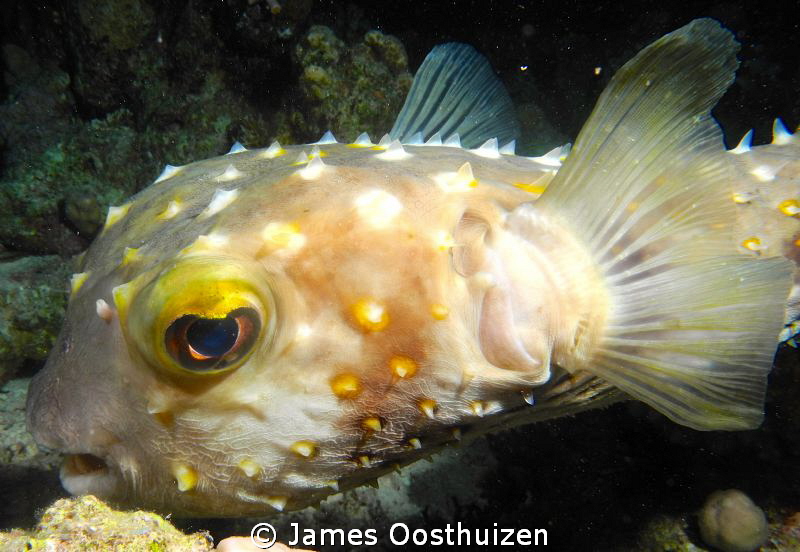 A very sad looking pufferfish. Taken on a night dive by James Oosthuizen 