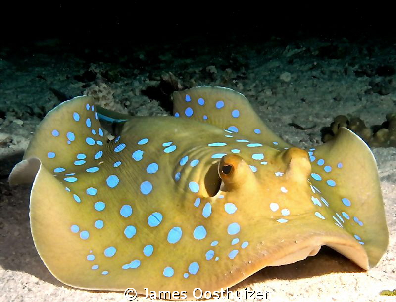 Blue spotted stingray on a night dive by James Oosthuizen 