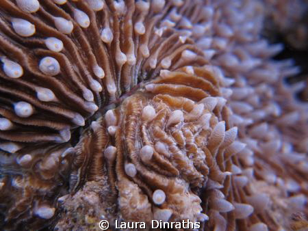 Hard coral by Laura Dinraths 