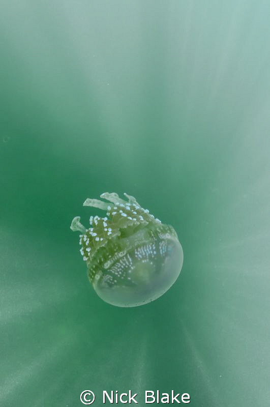 Jellyfish and sun rays, Raja Ampat by Nick Blake 
