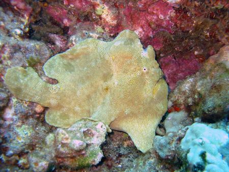 A frogfish blending in with the background of the coral. ... by Todd Meadows 