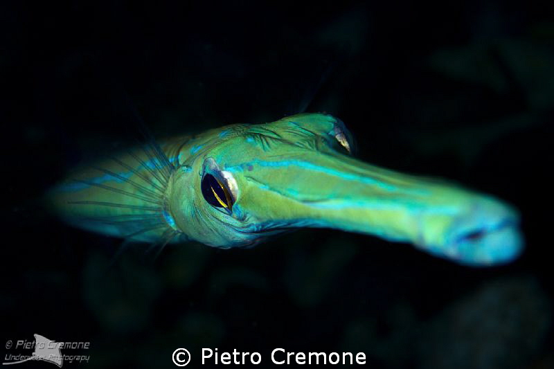 Pipefish portrait by Pietro Cremone 