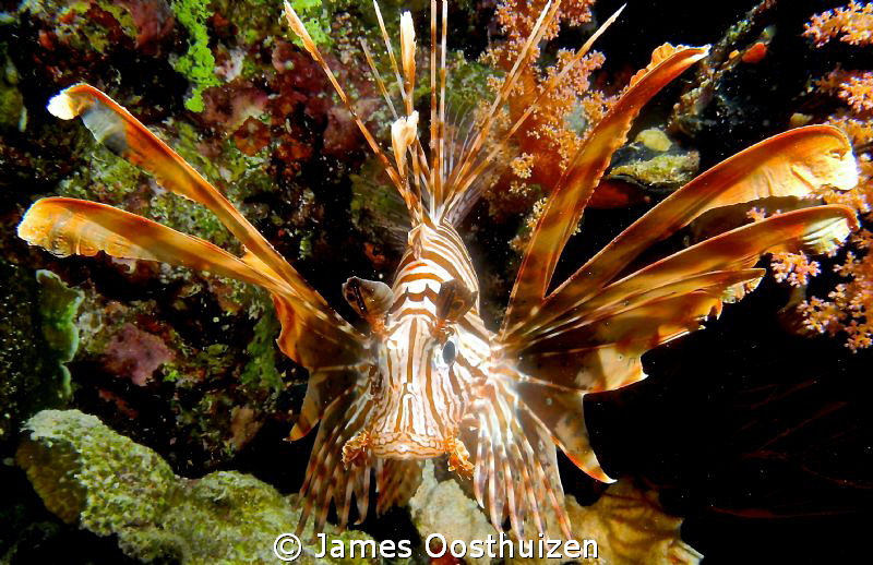 Lionfish on night dive by James Oosthuizen 