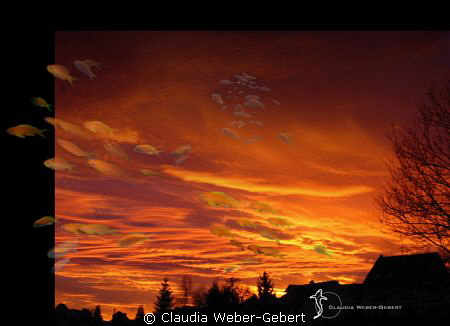 Skyfall?

(except of the fish, the evening-sky is not p... by Claudia Weber-Gebert 