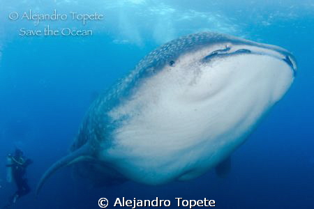 Amazing  Whale Shark with diver
Islas Galapagos, Ecuador... by Alejandro Topete 