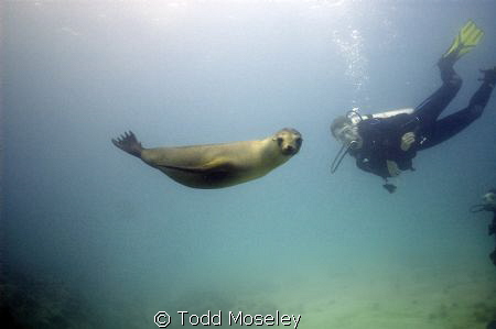Check out dive in the Galapagos. Sea lions would swim rig... by Todd Moseley 