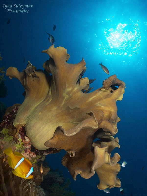 Underwater scenery by Iyad Suleyman 