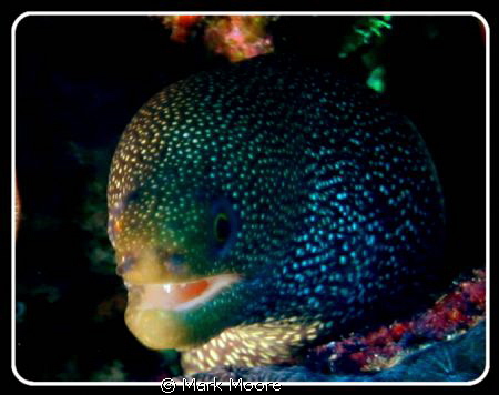 SPOTTED MORAY TAKEN ON ALICE IN WONDERLAND REEF CURACAO by Mark Moore 