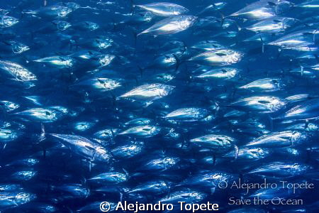Thousands Little Tunny, Isla Darwin Galapagos
 by Alejandro Topete 