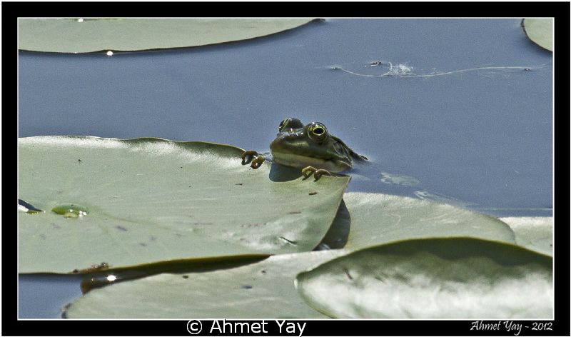 Frog. Acarlar Longozu - Sakarya - Türkiye
Canon 1 D Mark... by Ahmet Yay 
