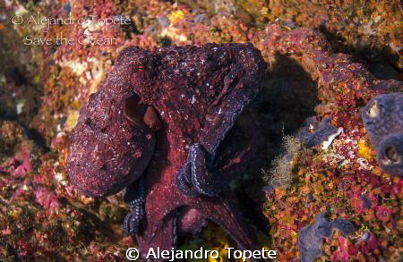 Octupus walking on the reef by Alejandro Topete 