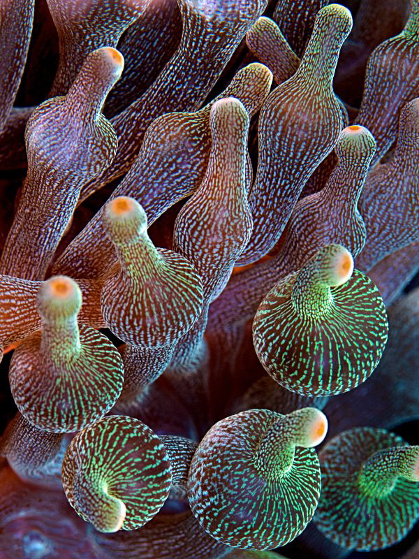 Bulb-tentacle Sea Anemone (Entacmaea quadricolor) by Henry Jager 