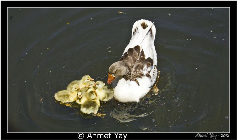 Mom and her ugly ducklings...

Acarlar Longozu - Sakary... by Ahmet Yay 