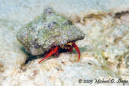 Small Hermitt Crab walking in the sand. Taken with a Cano... by Michael Shope 
