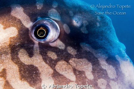 Face to face with Sun Fish (Mola Mola)
Punta Vicente Roc... by Alejandro Topete 