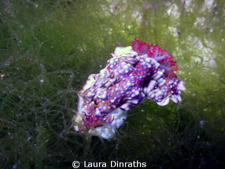 Magnificient miamara sitting on a bed of algae by Laura Dinraths 