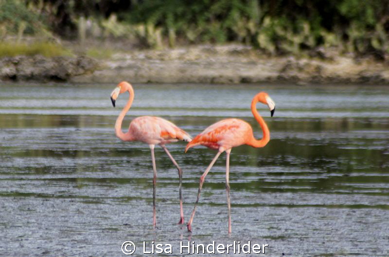 Flamingo Love! by Lisa Hinderlider 