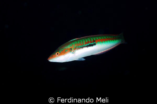Curious fish... by Ferdinando Meli 