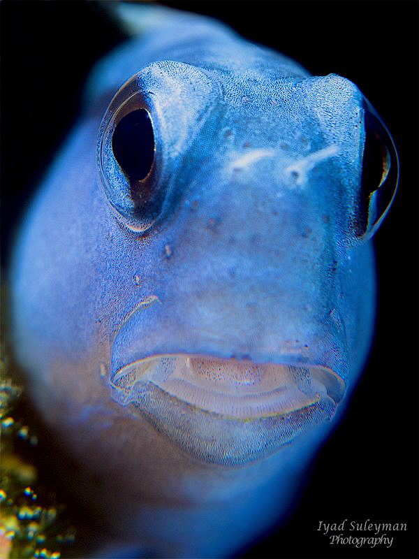 Blue Blenny with +10 SubSee wetdiopter and +2 Inon by Iyad Suleyman 