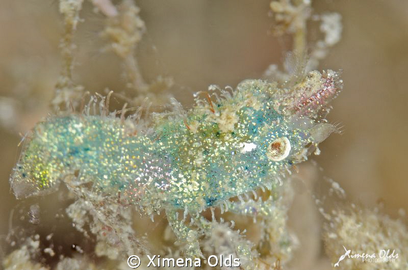 Aqua sparkly shrimp jumping up and down so fast that I go... by Ximena Olds 