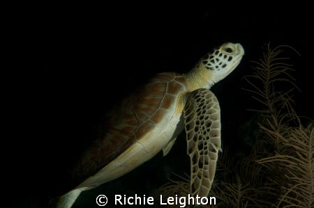 turtle posing for me by Richie Leighton 