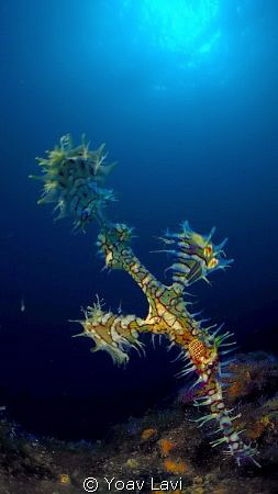 Ornate Ghost Pipe Fish by Yoav Lavi 