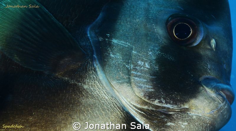 Spadefish by Jonathan Sala 