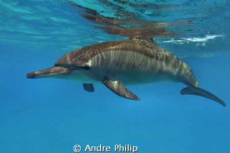 a spinner dolphin in a lagoon of sataya - egypt by Andre Philip 