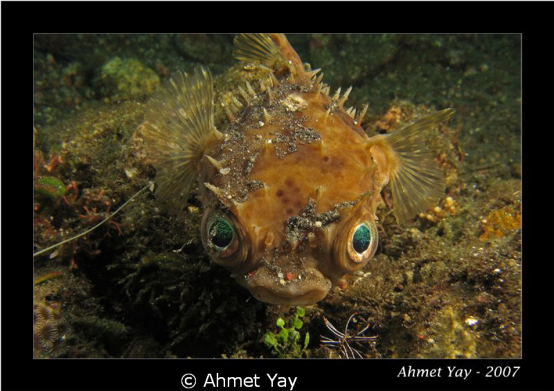 Puffer Fish...:)
Canon A-710 - 2xYS-110
 by Ahmet Yay 