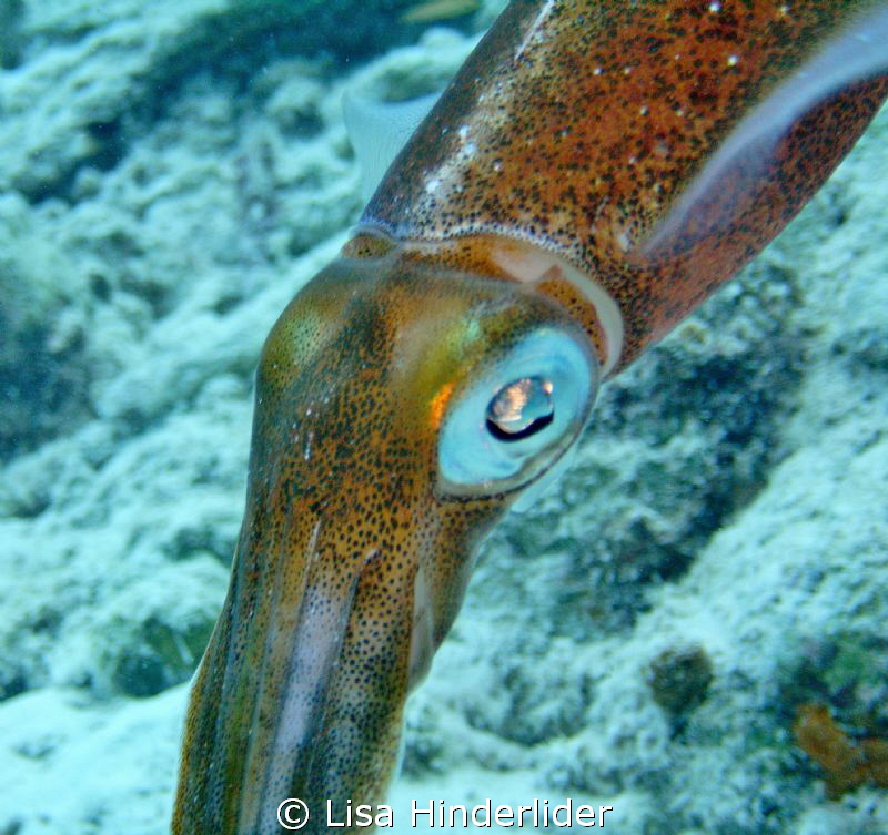 This female reef Squid was tending her eggs under a coral... by Lisa Hinderlider 