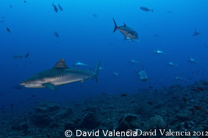 A Tiger sharks leads a school of hammerheads straight to ... by David Valencia 